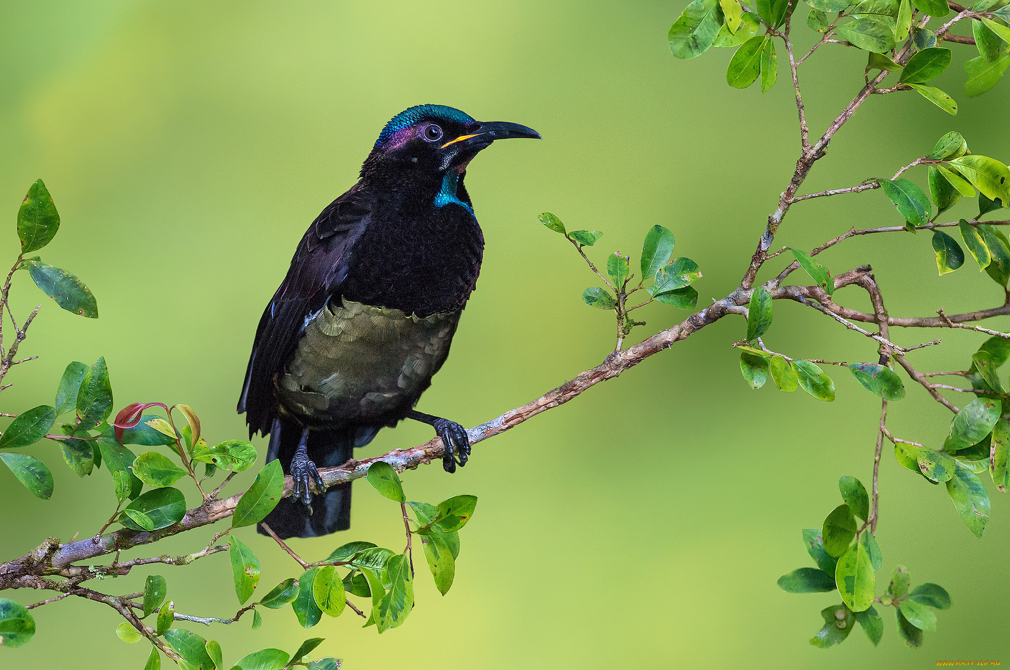 victoria`s riflebird, , , 